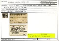 Karteikarte zum Holotyp von Robulina pusilla Stache, 1864